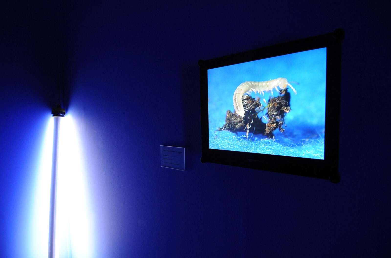 AL and AL, I don't want to leave my island, 2001. Installation view at FACT.