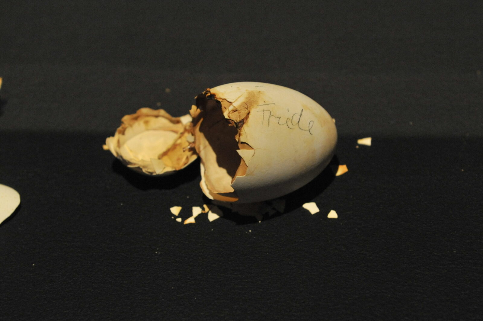 Agnes Meyer Brandis, The Moon Goose Analogue: Lunar Migration Bird Facility, 2011. Photo by Brain Slater.