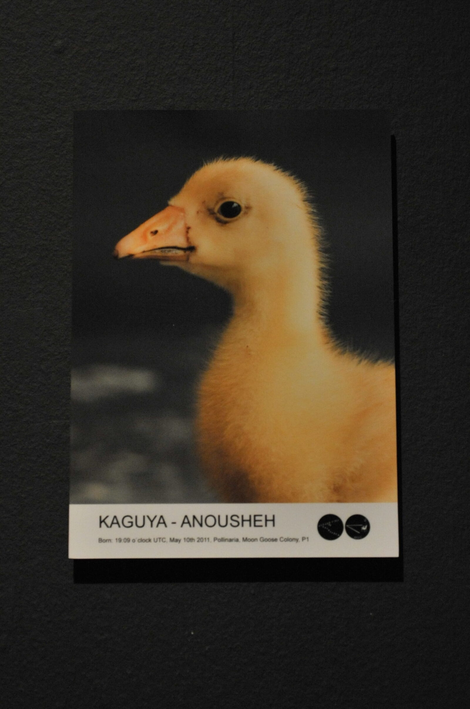 Agnes Meyer Brandis, The Moon Goose Analogue: Lunar Migration Bird Facility, 2011. Photo by Brain Slater.