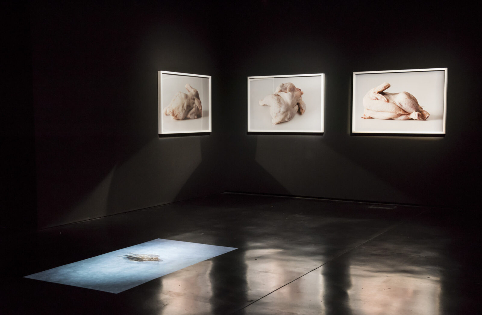 Helen Pynor, The End is a Distant Memory, 2016. Photo by Stephen King.