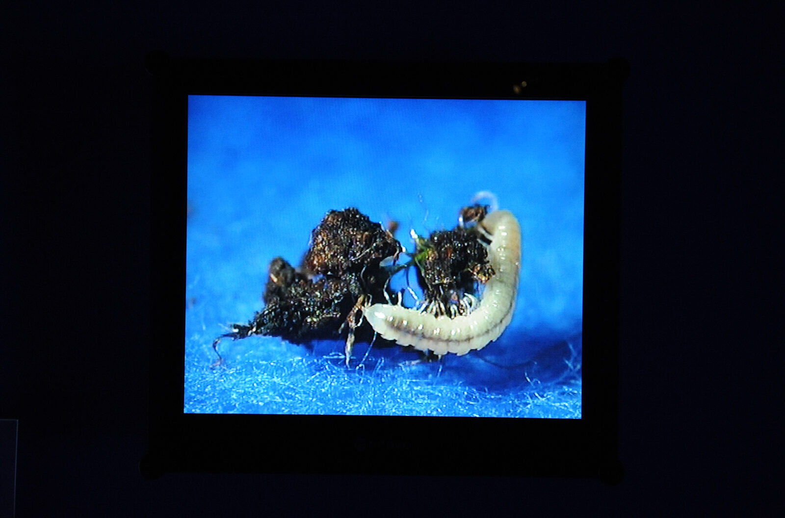 AL and AL, I don't want to leave my island, 2001. Installation view at FACT.