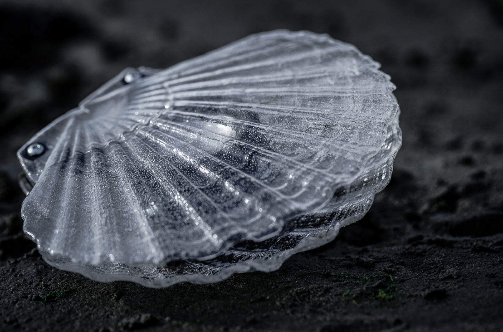 Marco Barotti, CLAMS. Photo courtesy of the artist.