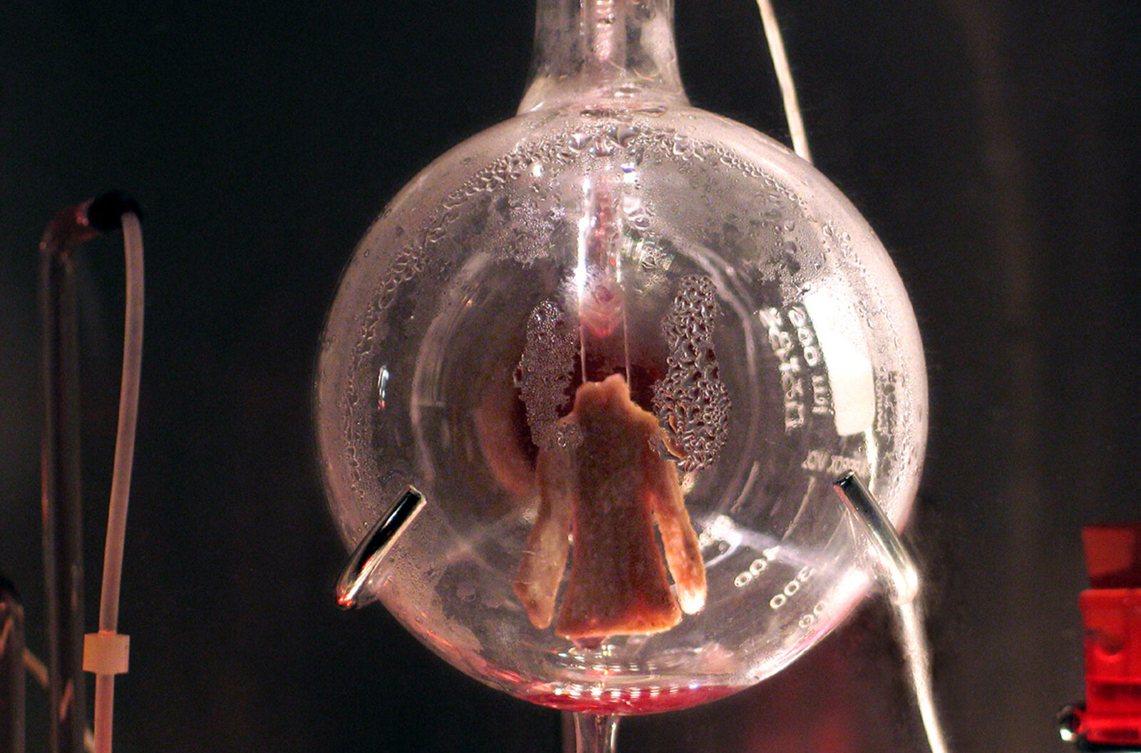 The Tissue Culture Art Project: Oron Catts And Lonat Zurr, Victimless Leather. Installation view at FACT.