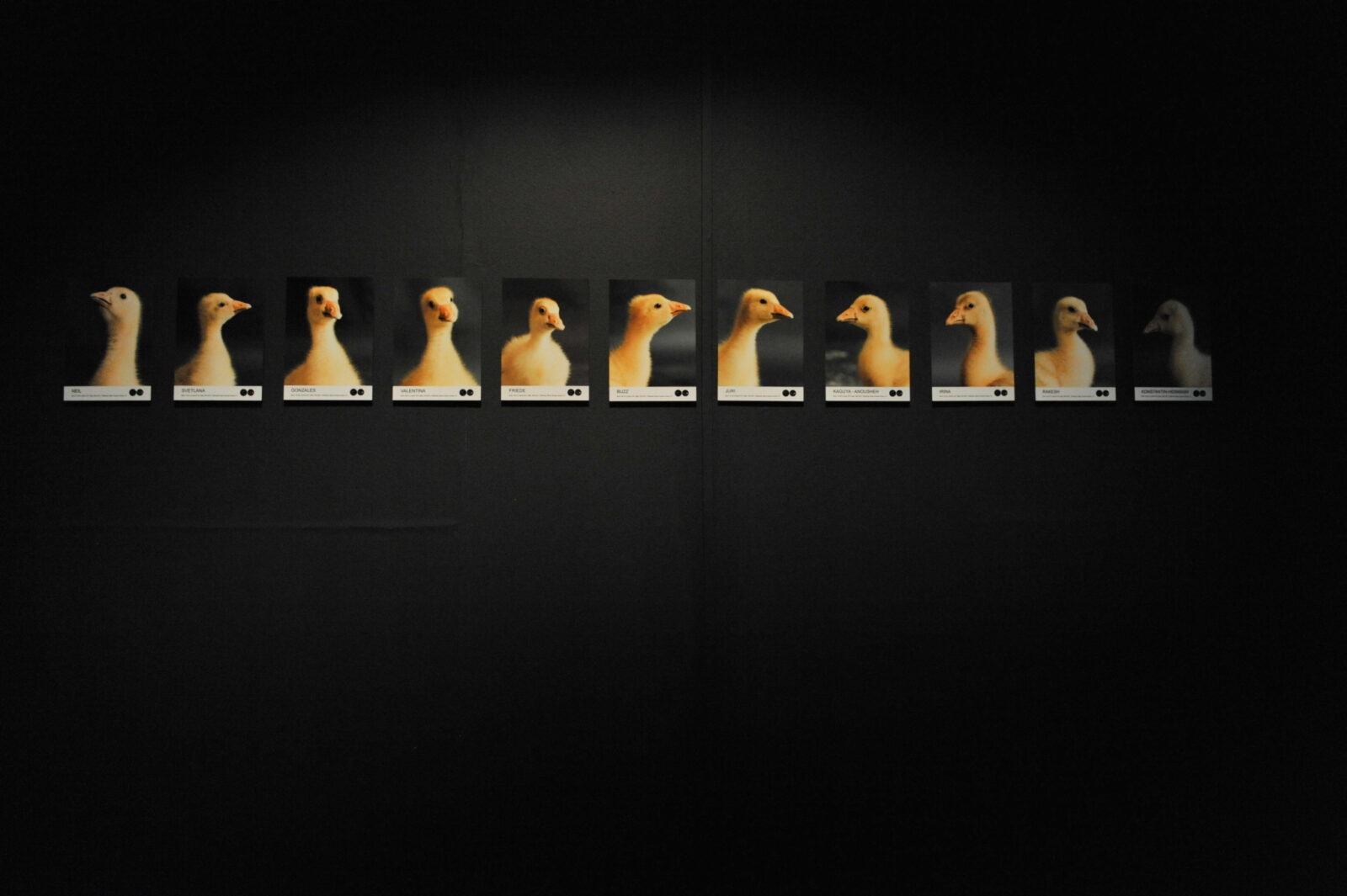 Agnes Meyer Brandis, The Moon Goose Analogue: Lunar Migration Bird Facility, 2011. Photo by Brain Slater.