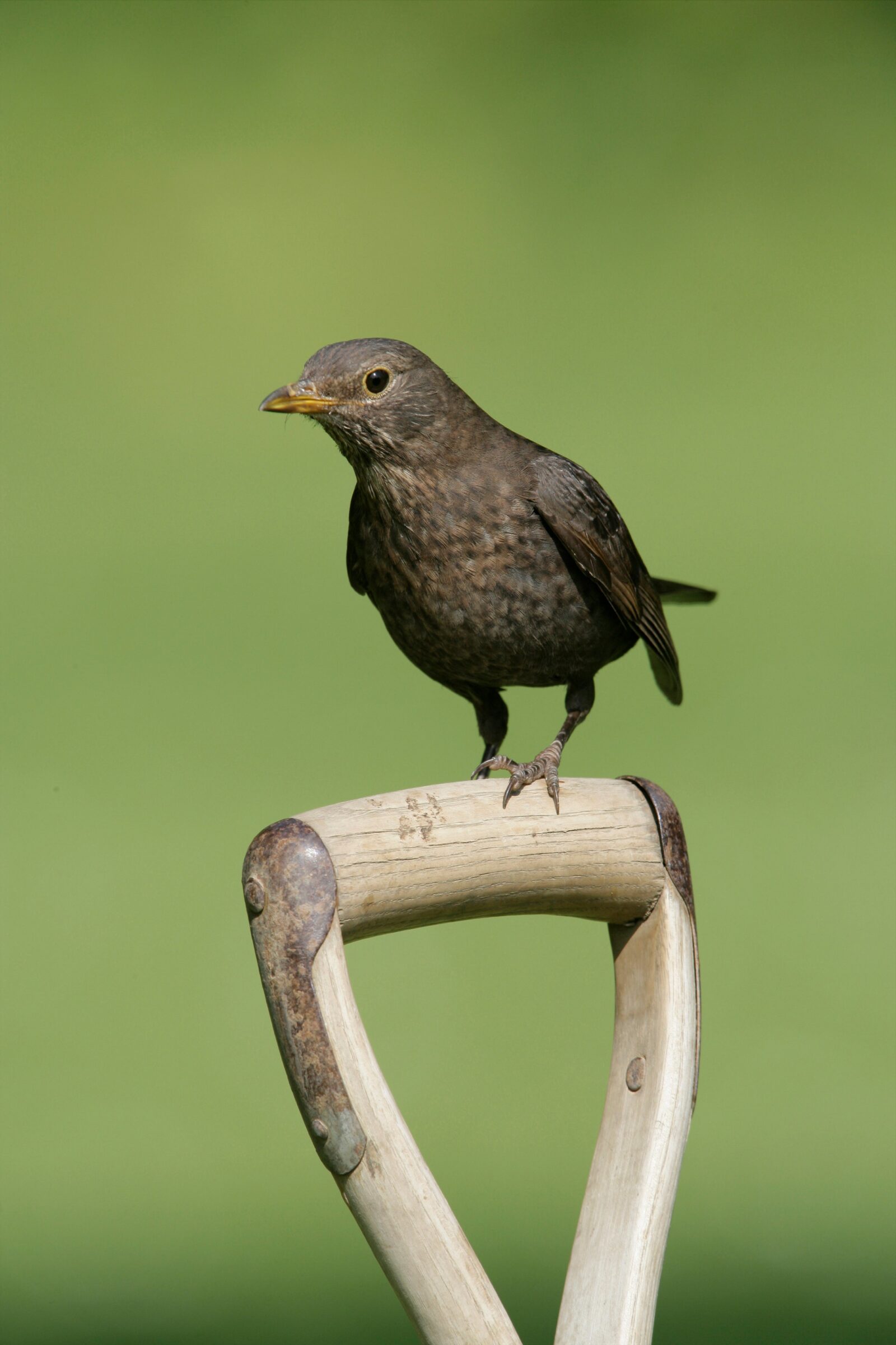 Blackbird RSPB Liverpool