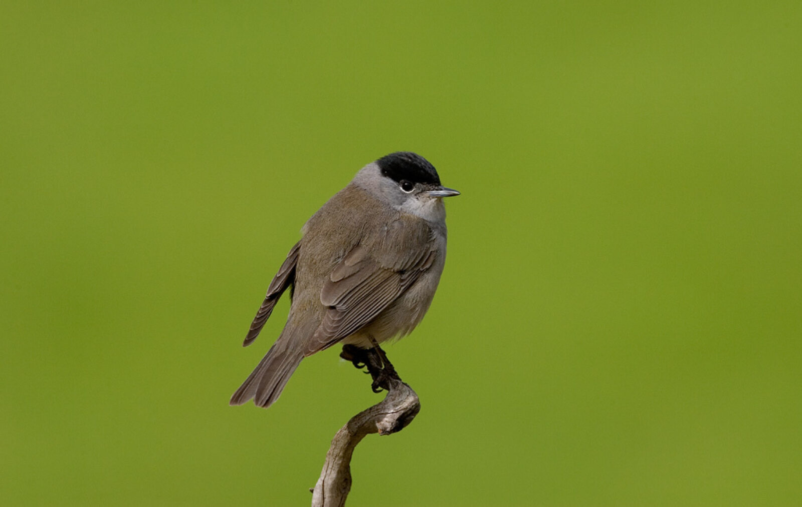 Blackcap male Roger Tidman rspb images com