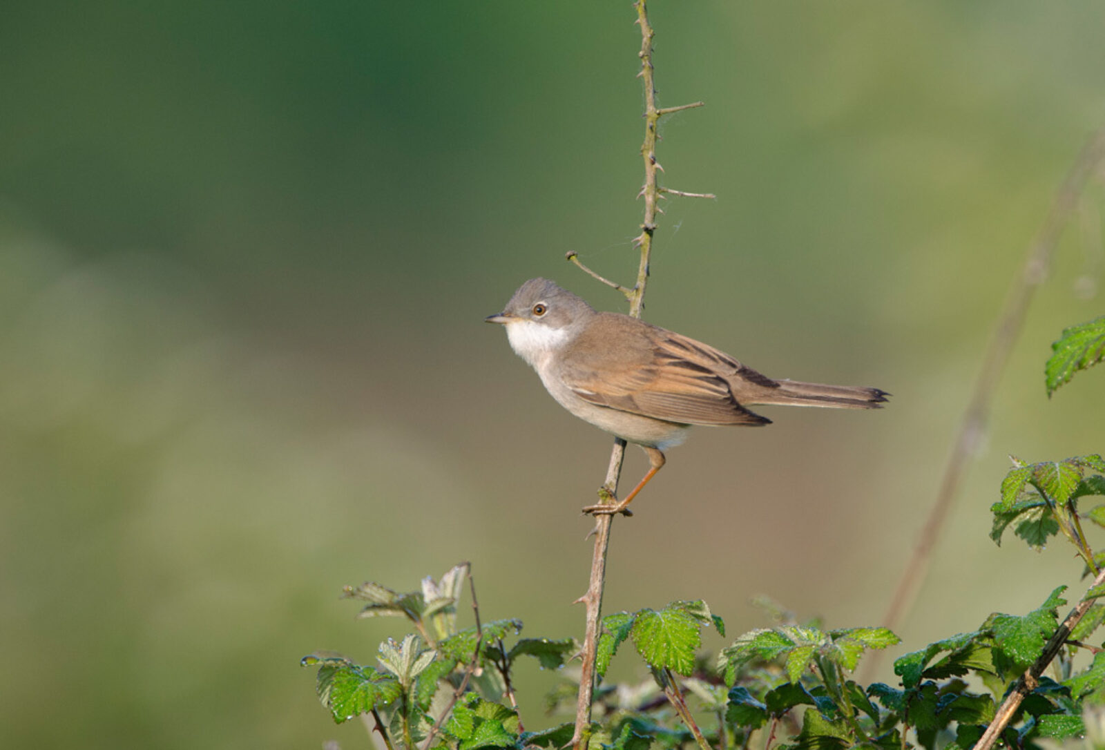 Common whitethroat by David Tipling rspb images com