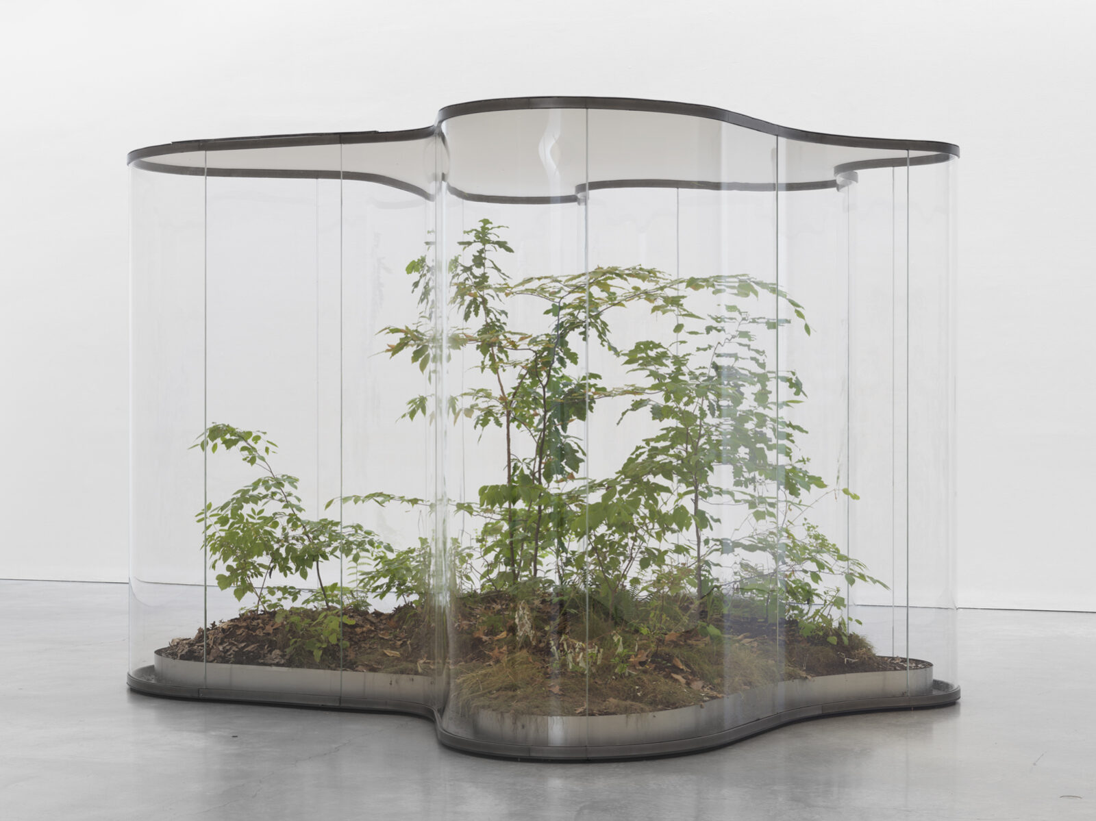 Daniel Steegmann Mangrané A Transparent Leaf Instead Of The Mouth 2016 2017