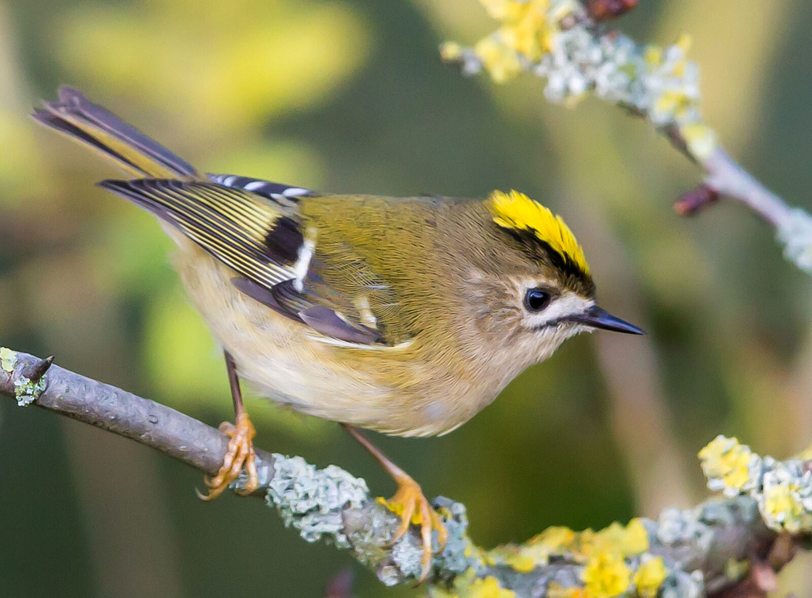 Goldcrest at RSPB Portmore Lough Credit Tim Ryan