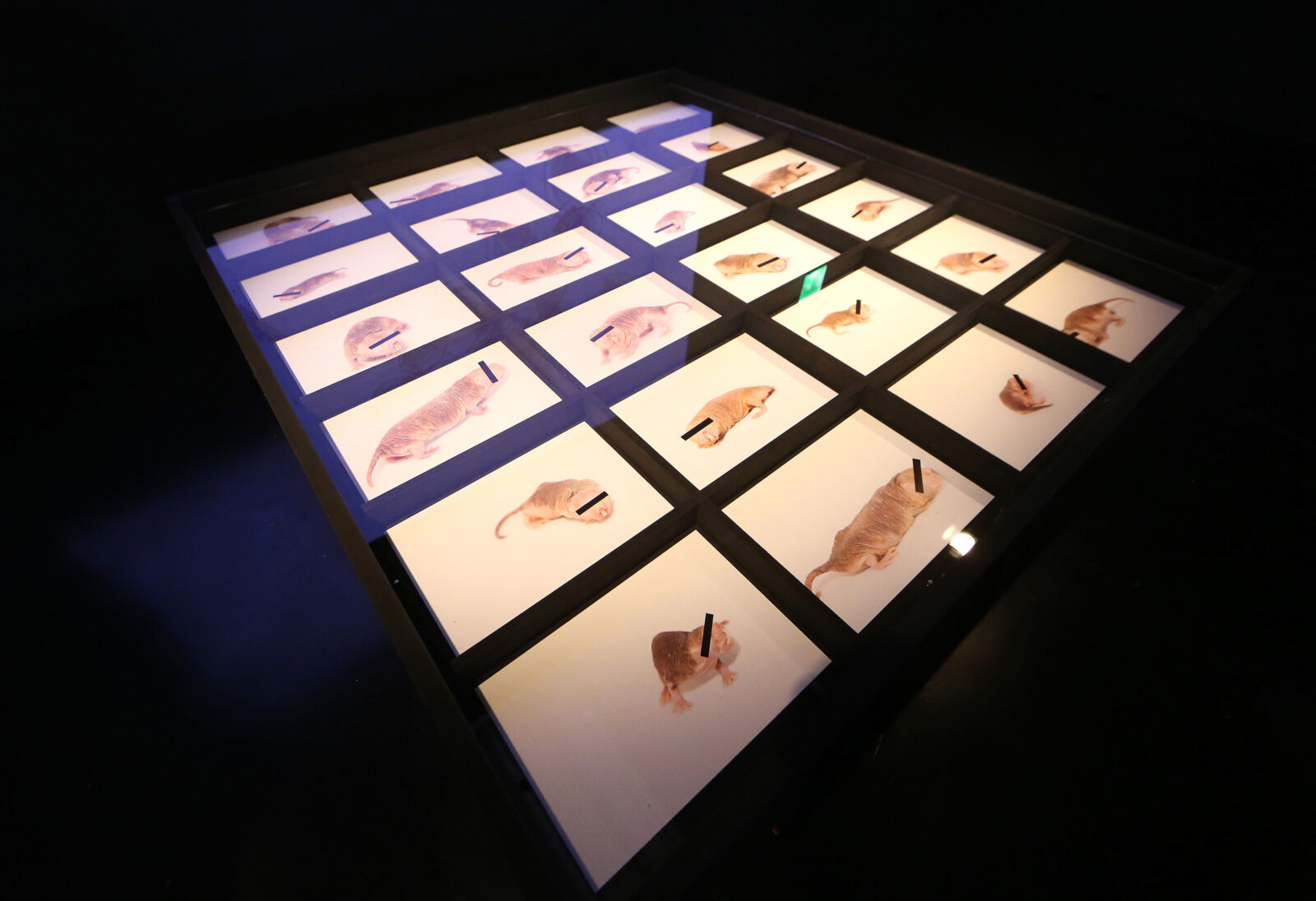 Julie Freeman Rodent Activity Transmissions Rat Systems 2016  Photo By Gareth Jones 1