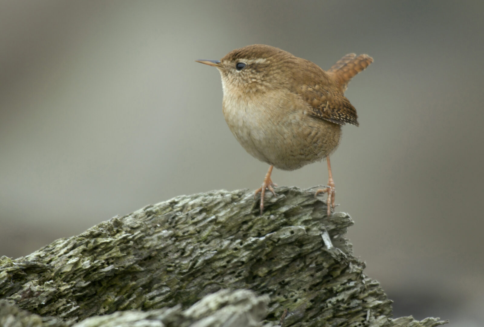 RSPB Common Wren