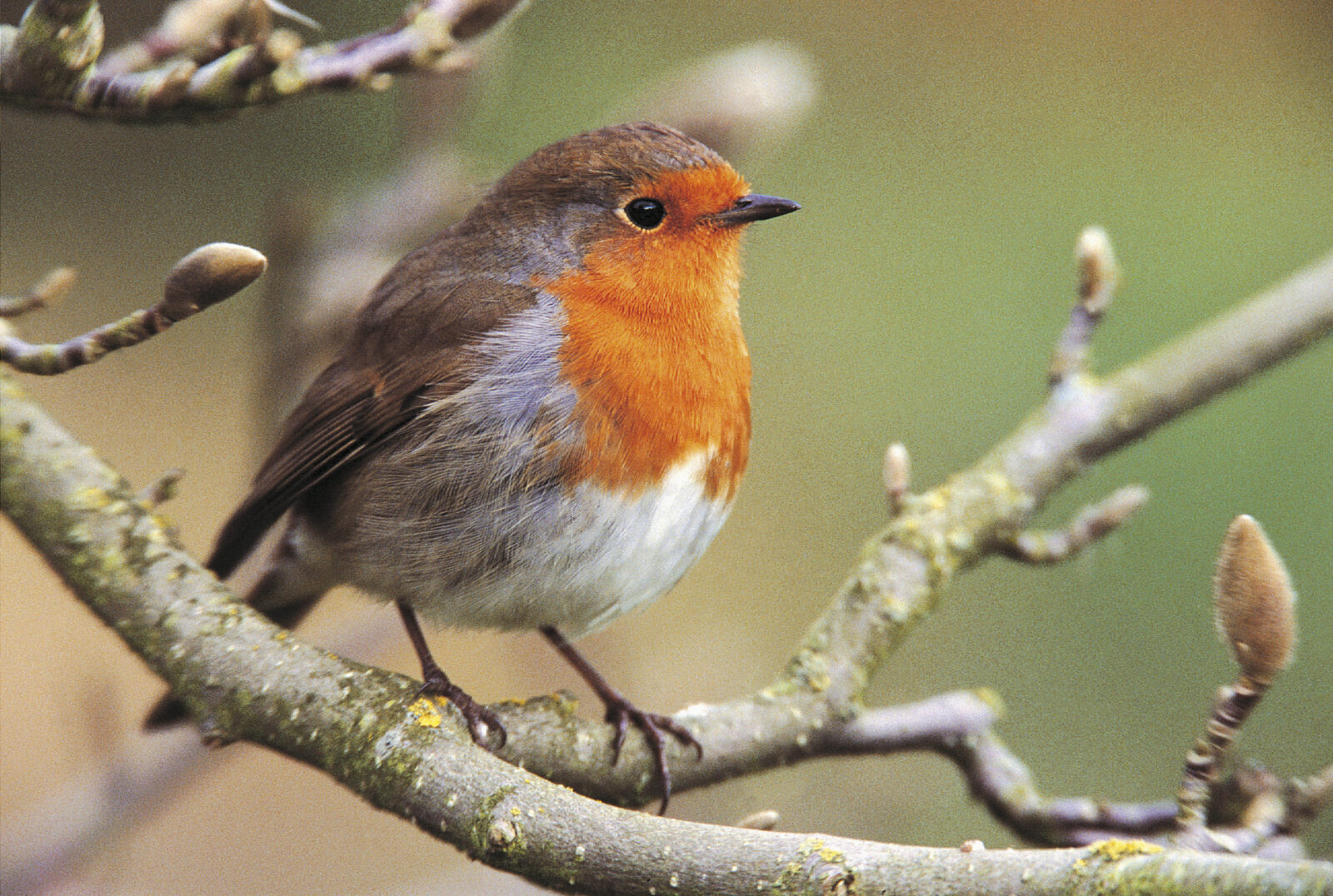 RSPB Liverpool Robin