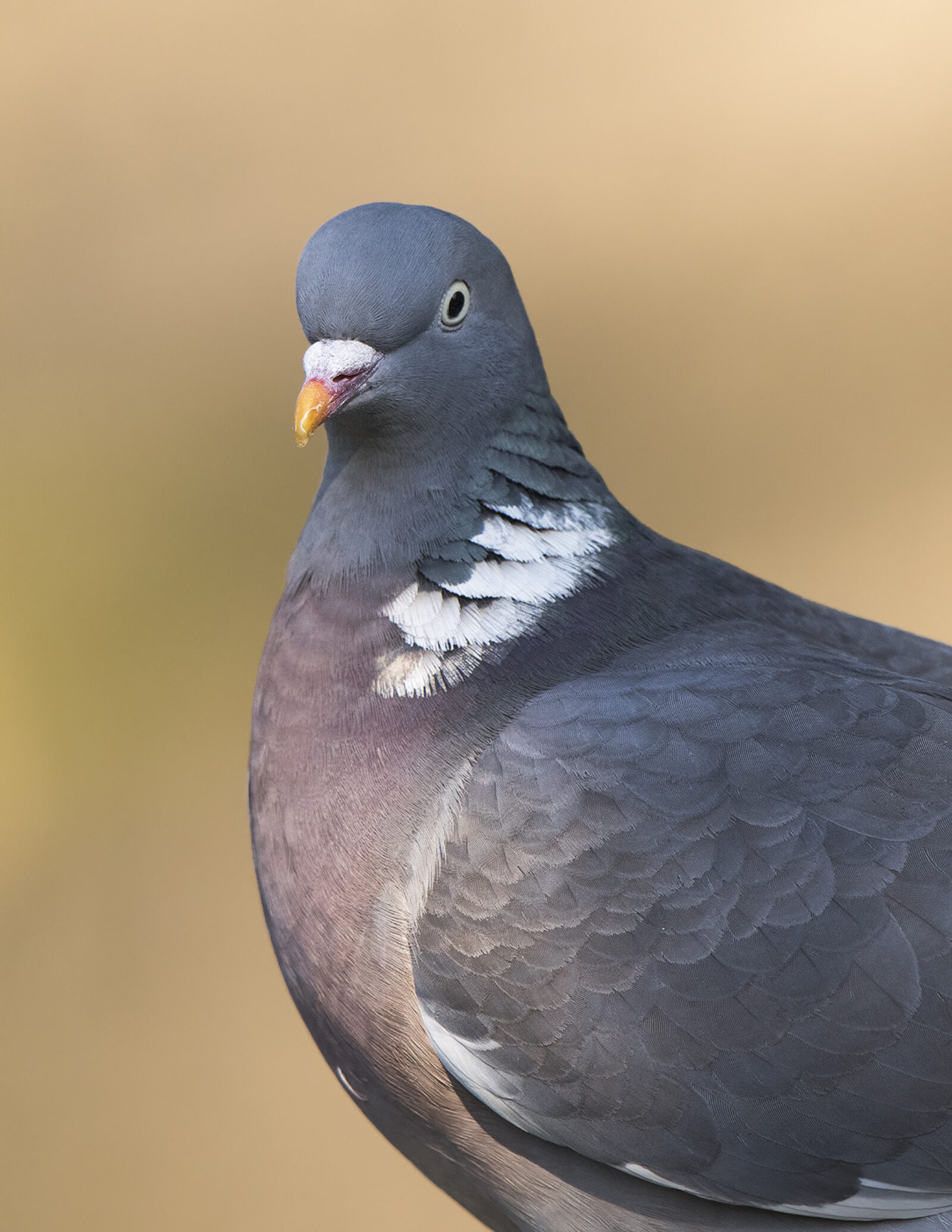 RSPB Wood Pigeon