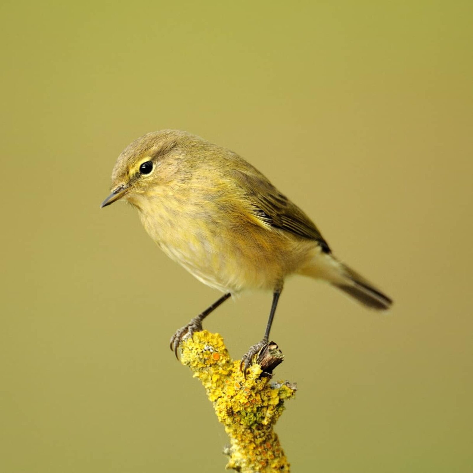 Http voice gardenbird co ukall about the chiffchaff