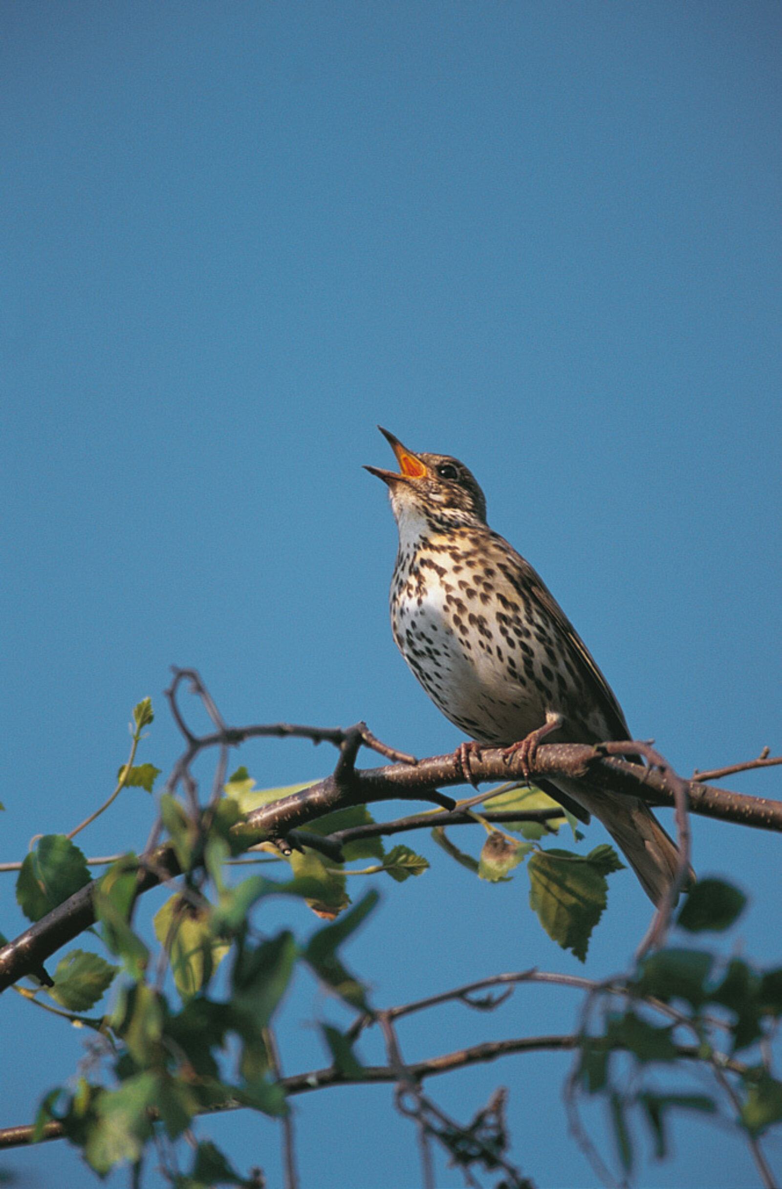 Song thrush singing Chris Gomersall