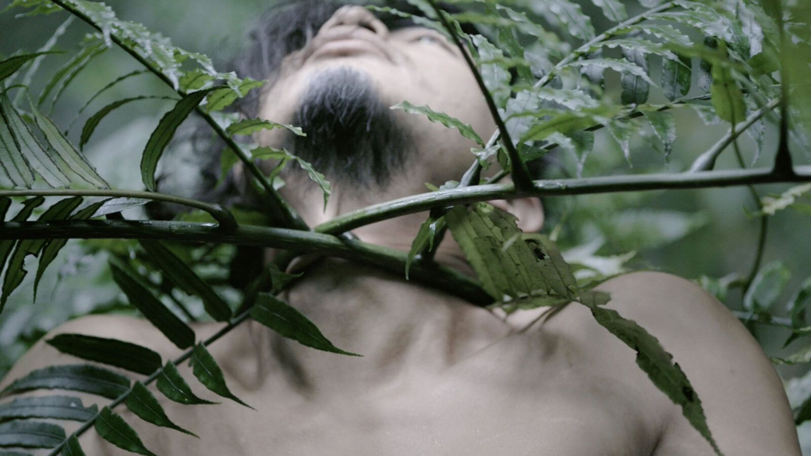 Zheng bo pteridophilia 3 film still 2018