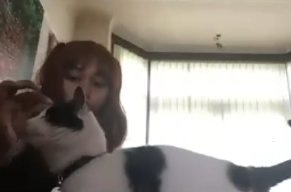 Catsofzoom