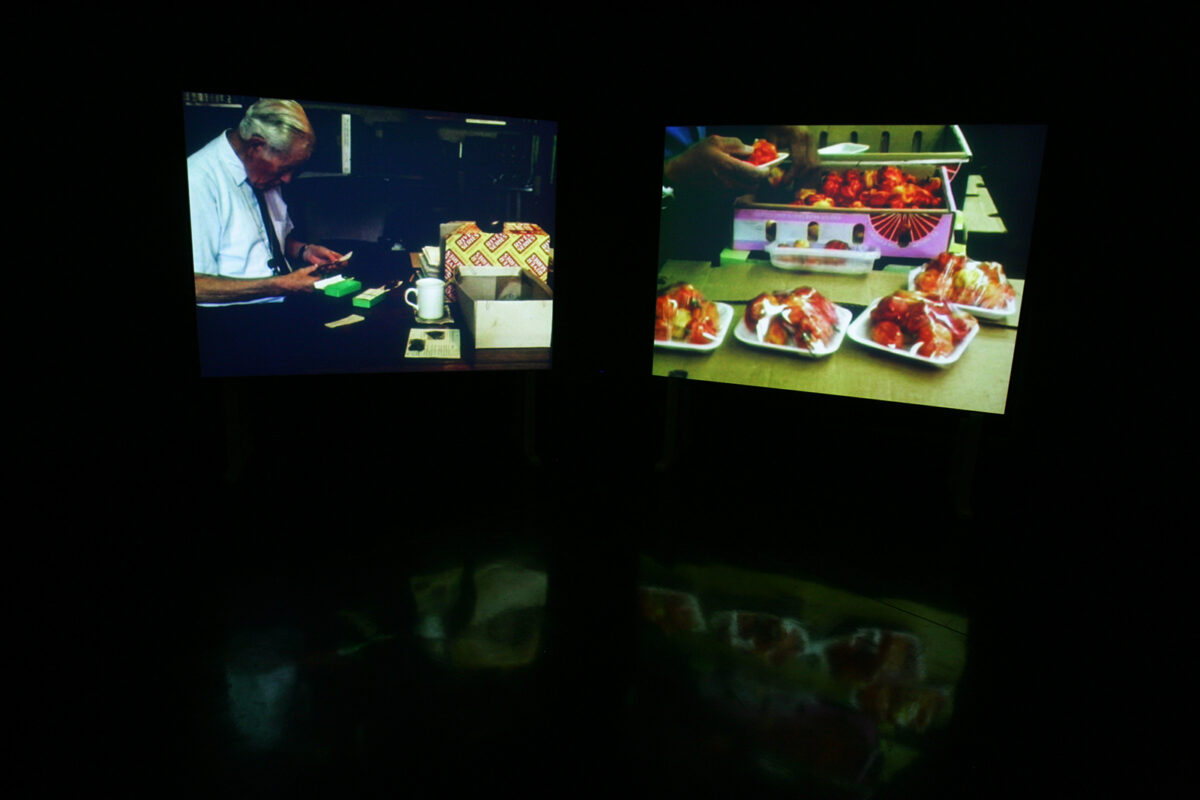 Anna Lucas, Atlantic Botanic, 2007. Installation view at FACT.