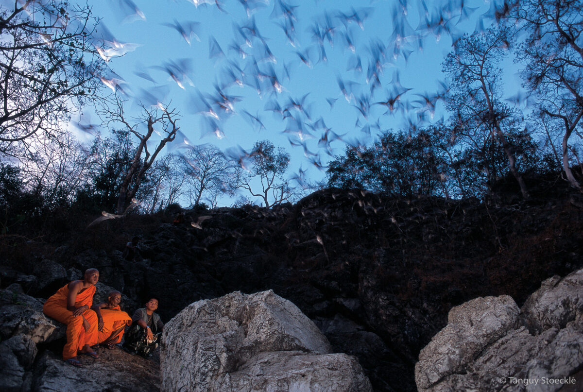 Monks protecting bats Thaïlande 2014 Tanguy Stoecklé