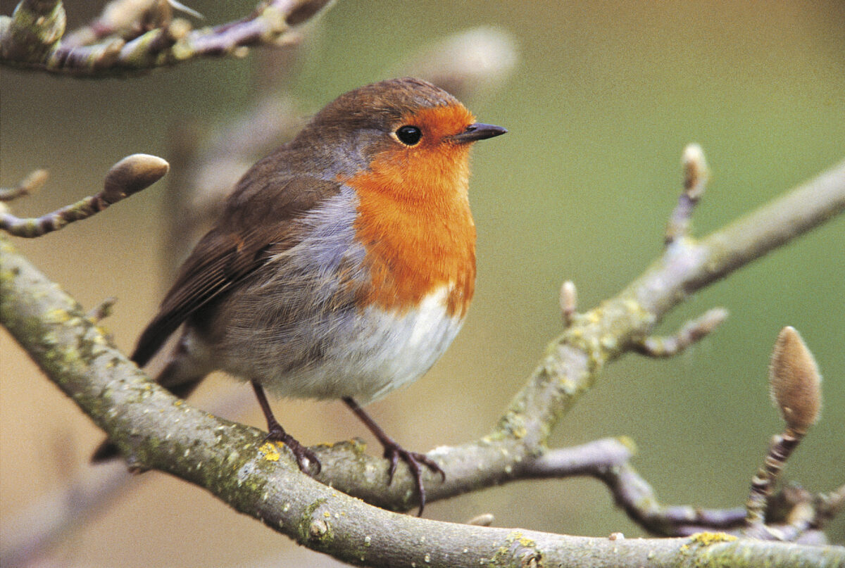 RSPB Liverpool Robin