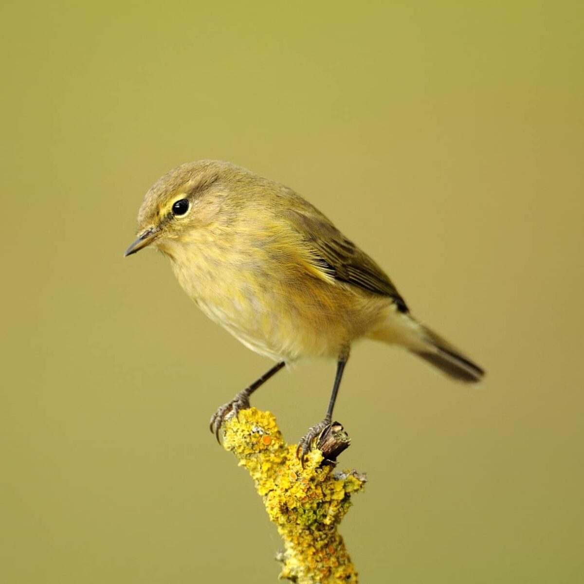 Http voice gardenbird co ukall about the chiffchaff