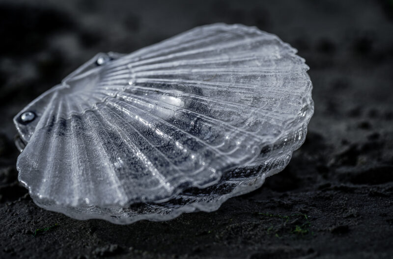Marco Barotti, CLAMS. Photo courtesy of the artist.