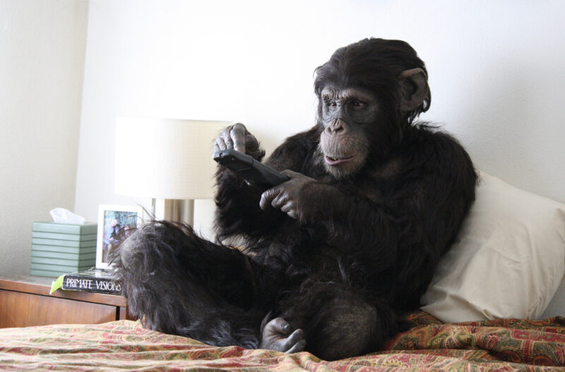 Primate Cinema Apes as Family 2011 Directed by Rachel Mayeri Courtesy of the Director