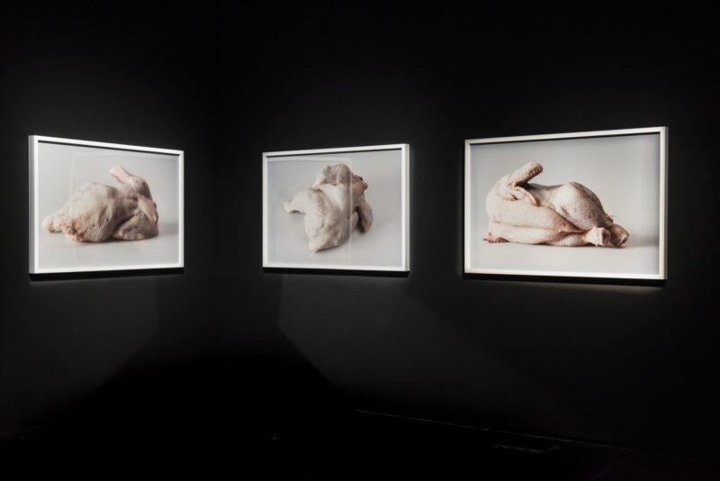 Helen Pynor, The End is a Distant Memory, 2016. Photo by Stephen King.
