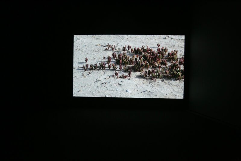 Anna Lucas, Kaff Mariam, 2007. Installation view at FACT.