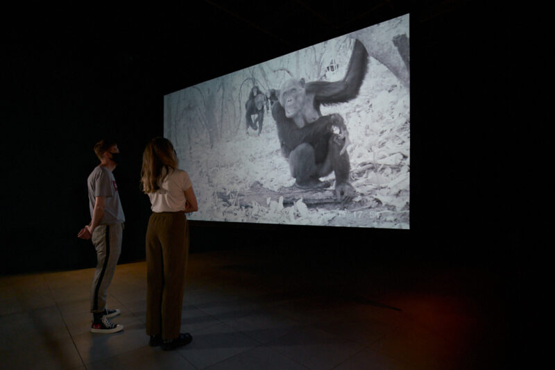 Amalia Pica Rafael Ortega Pan troglodytes ellioti and cousins 2016 Image by Rob Battersby Installation view at FACT 4