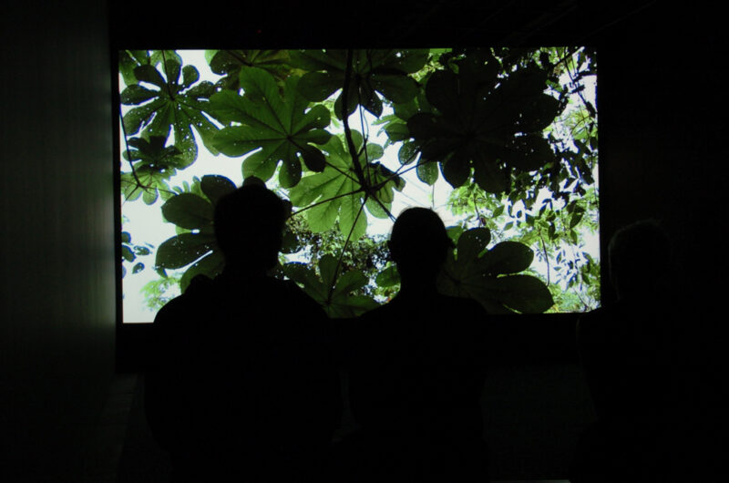 Anna Lucas, Uña De Gato, 2007. Installation view at FACT.