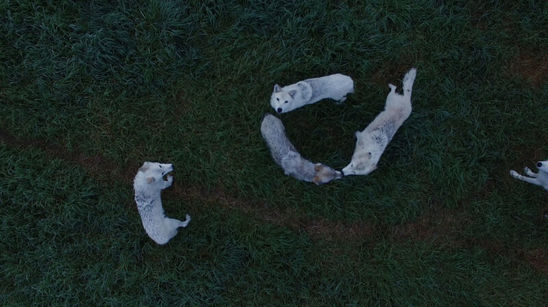Demelza Kooij Wolves from Above 2018 Courtesy of the artist