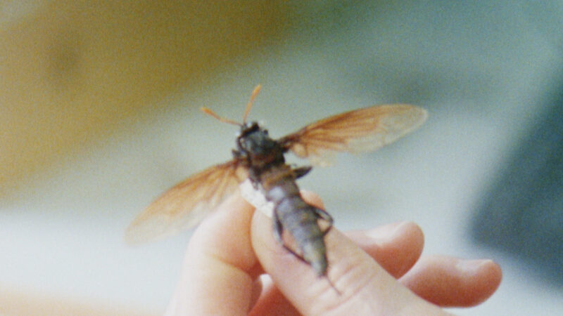 IBB Lpool fly