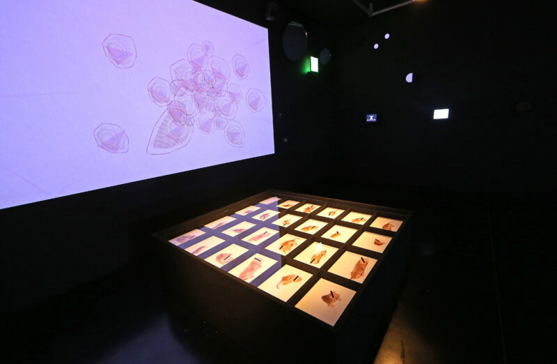 Julie Freeman Rodent Activity Transmissions Rat Systems 2016  Photo By Gareth Jones