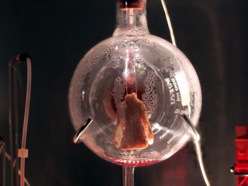 The Tissue Culture Art Project: Oron Catts And Lonat Zurr, Victimless Leather. Installation view at FACT.