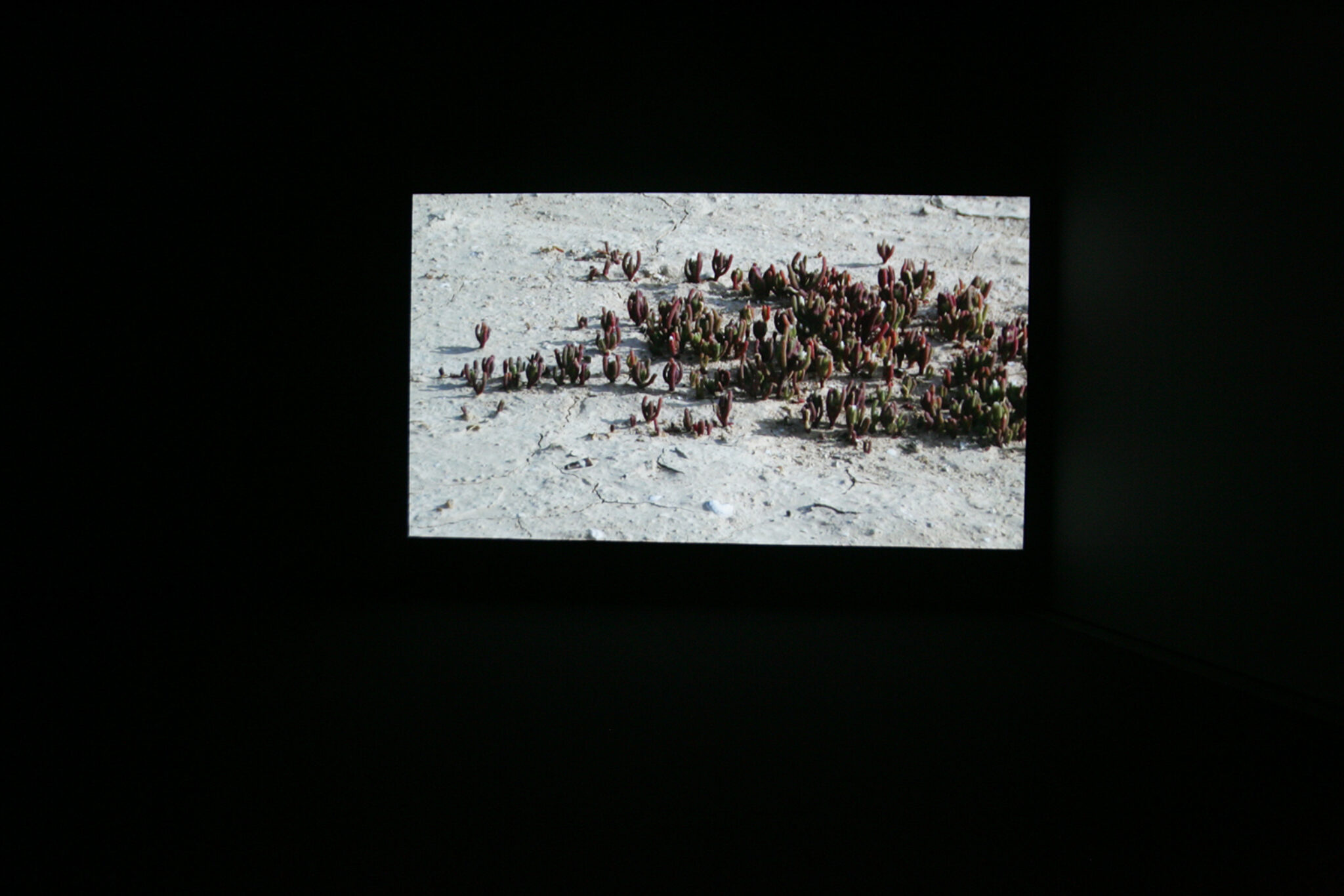 Anna Lucas, Kaff Mariam, 2007. Installation view at FACT.