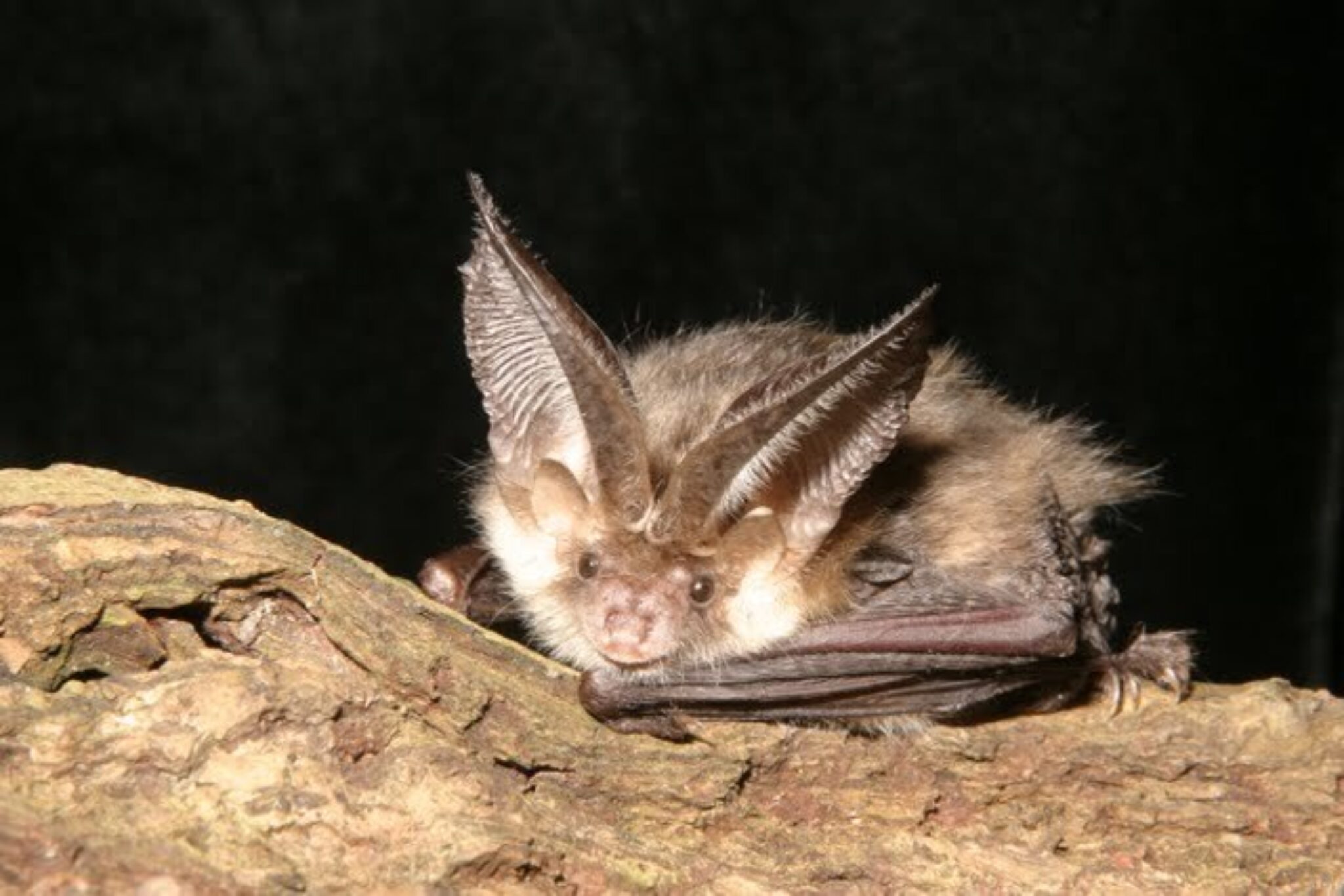 Bat Brown long eared on log Hugh Clark Bat Conservation Trust