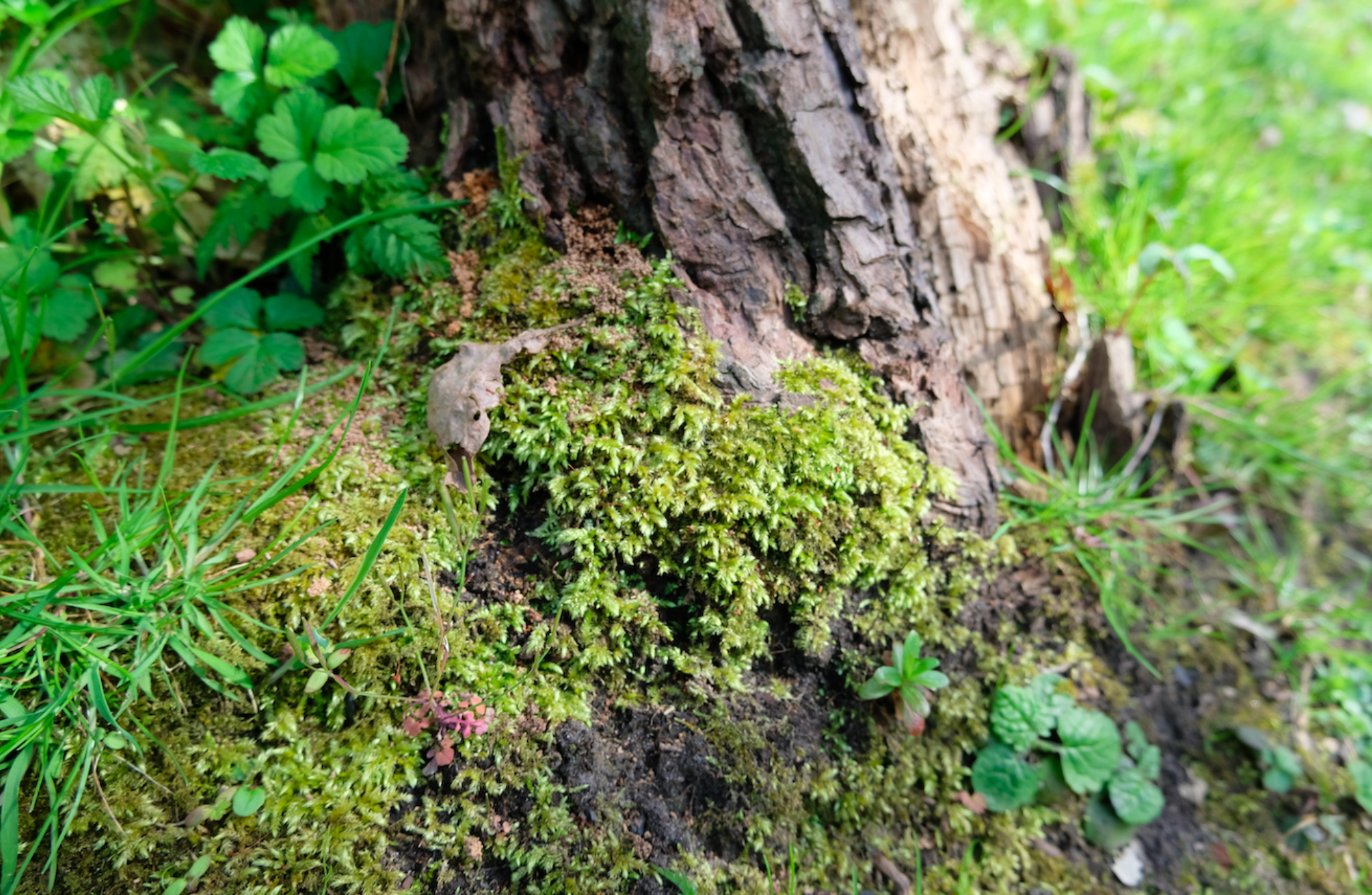 Microecologies by Greg Herbert