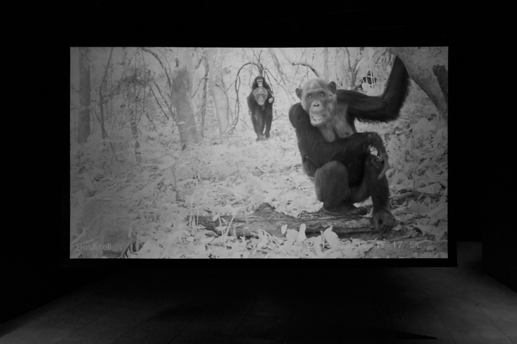 Amalia Pica Rafael Ortega Pan troglodytes ellioti and cousins 2016 Image by Rob Battersby Installation view at FACT 3
