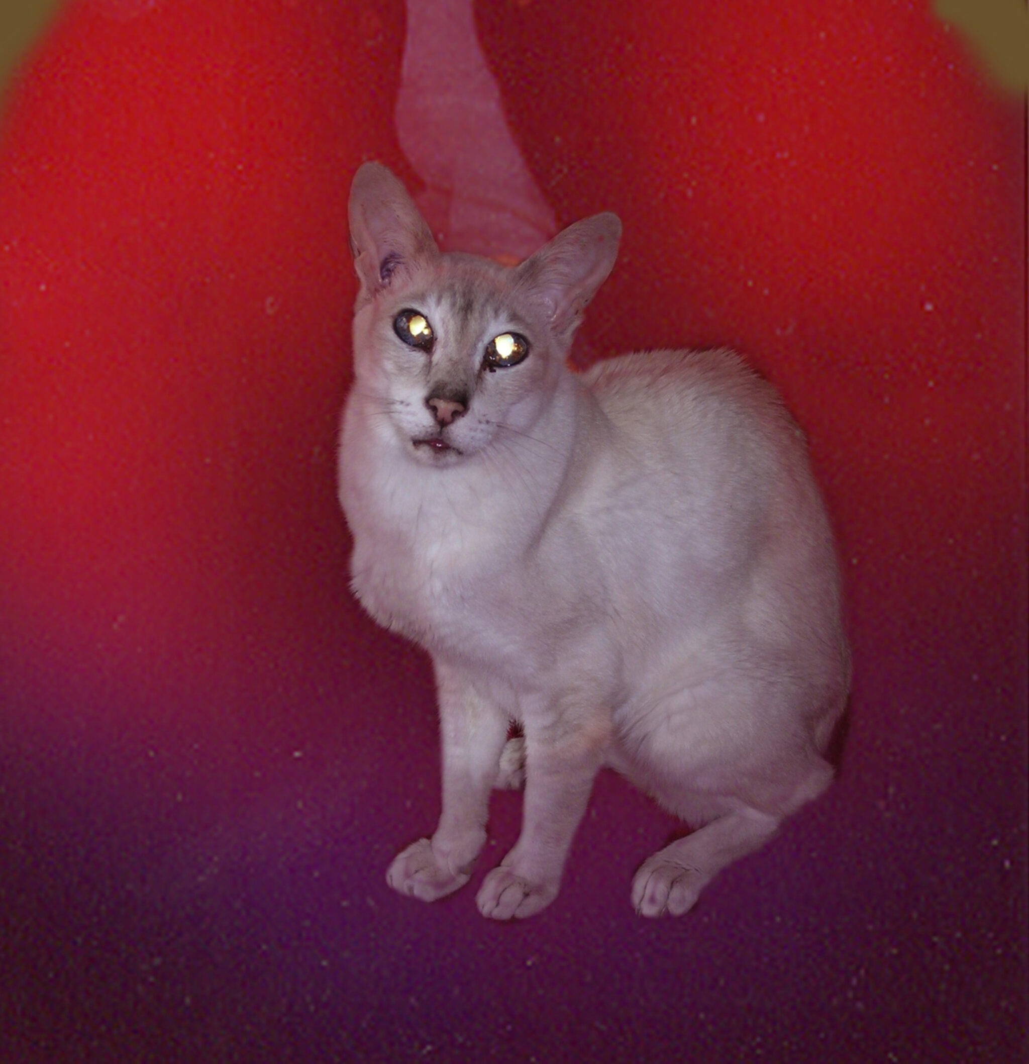 Art Orienté objet, Trans-species Aura Photography. Image courtesy of the artist.
