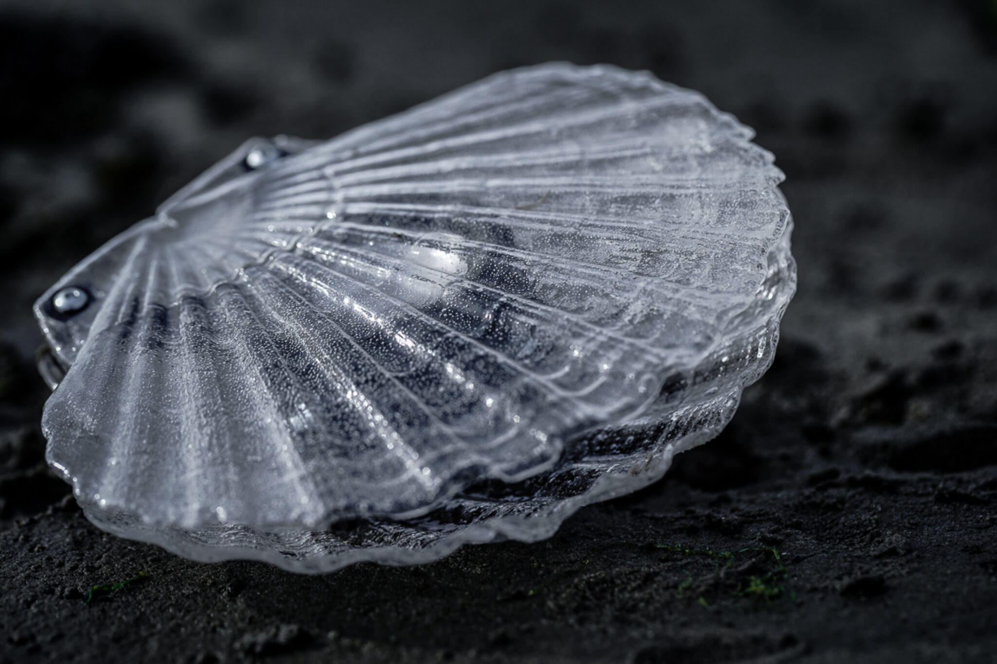 Marco Barotti, CLAMS. Photo courtesy of the artist.