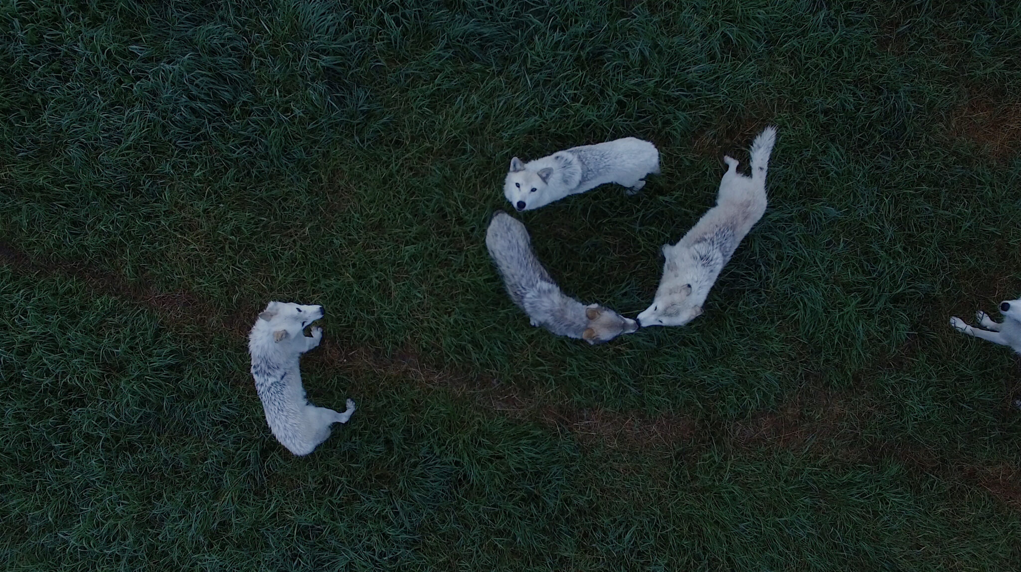 Demelza Kooij Wolves from Above 2018 Courtesy of the artist