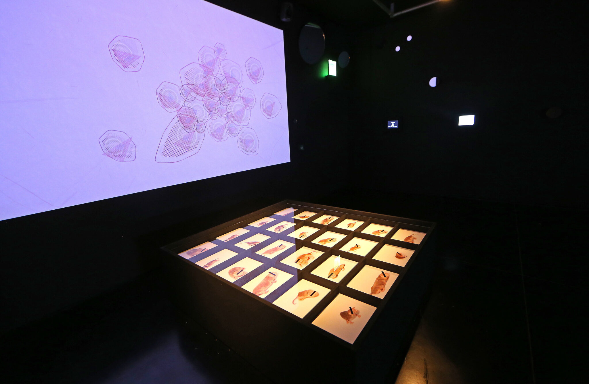 Julie Freeman Rodent Activity Transmissions Rat Systems 2016  Photo By Gareth Jones