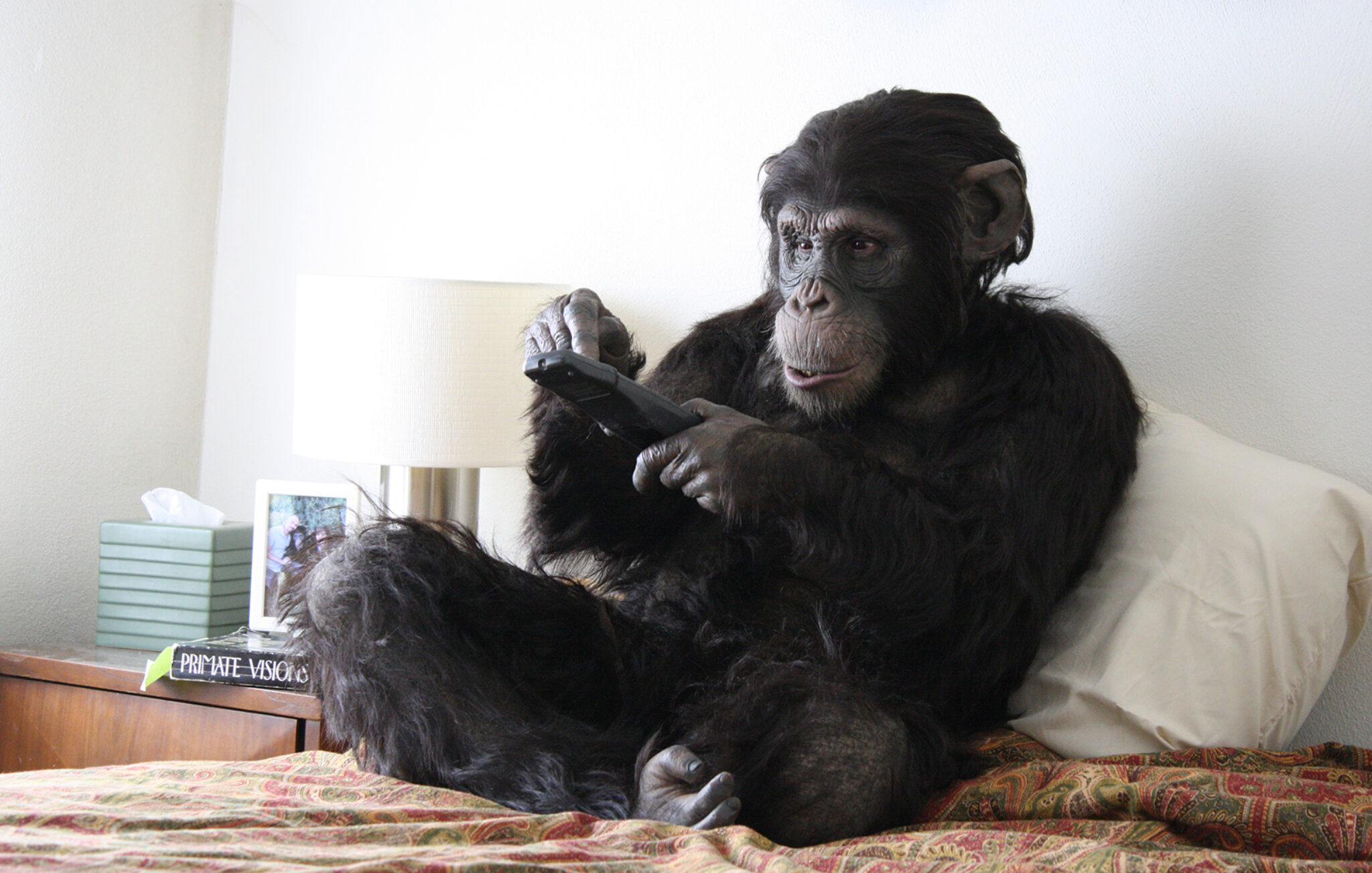 Primate Cinema Apes as Family 2011 Directed by Rachel Mayeri Courtesy of the Director