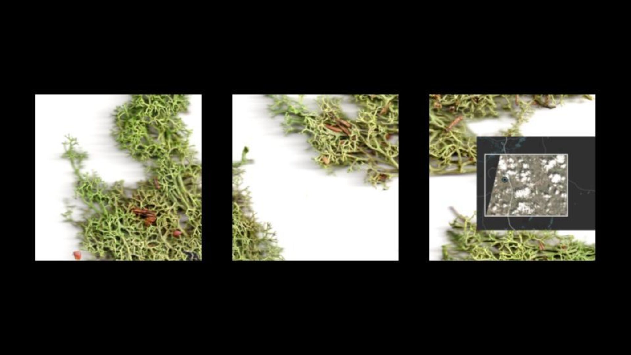 Moss map