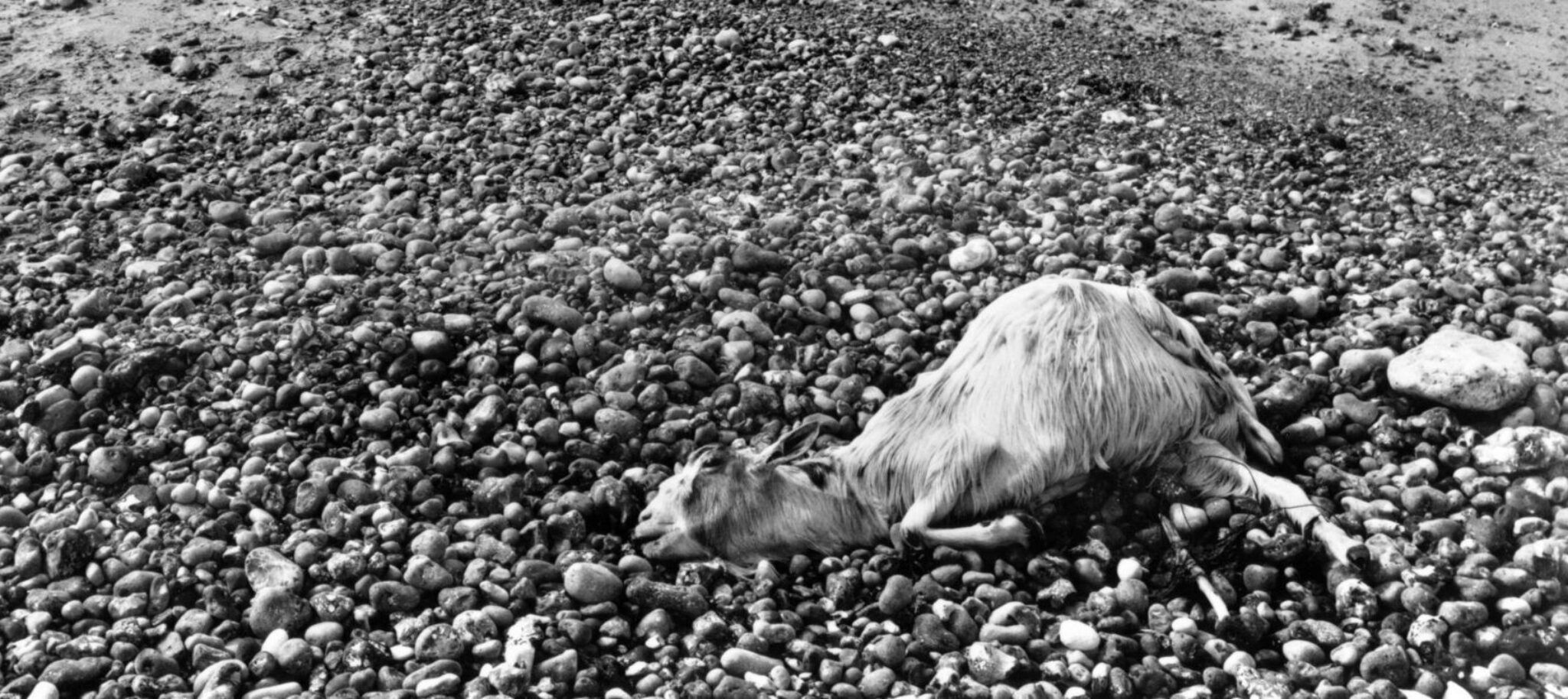 Agnès Varda, Ulysse (film still), 1982